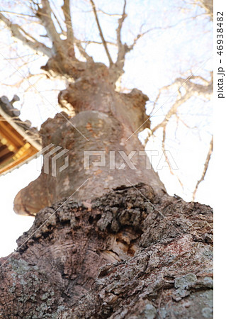 石岡市内の巨木　照光寺けやき 46938482