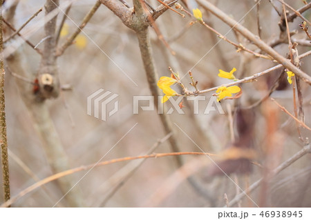 レンギョウの花 レンギョウの花 46938945
