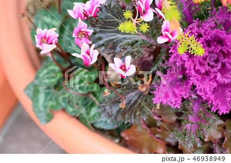 シクラメンの花 46938949