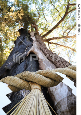 茨城県下最大の楠木 石岡市総社宮 茨城県下最大の楠木 石岡市総社宮 46940329