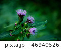 花 46940526