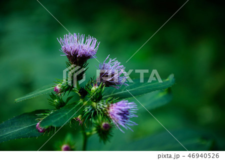 花 花 46940526
