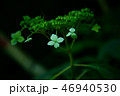 植物 46940530
