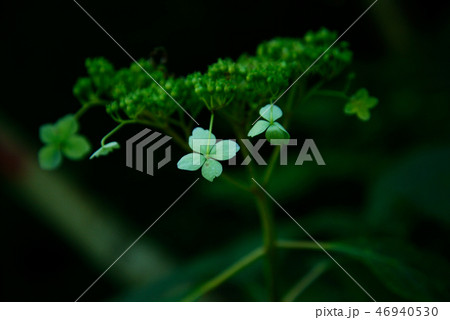 植物 46940530