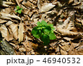 新緑 46940532