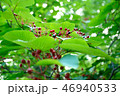 赤い実 46940533