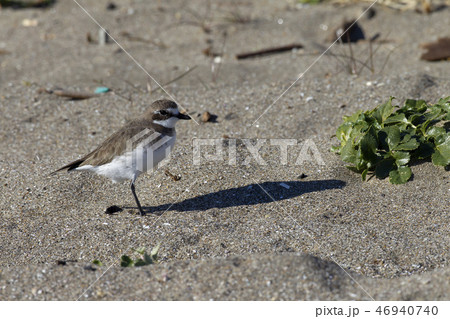 メダイチドリ 46940740