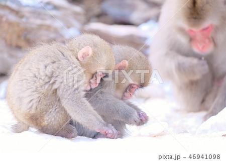 地獄谷野猿公苑の子ザル 地獄谷野猿公苑の子ザル 46941098