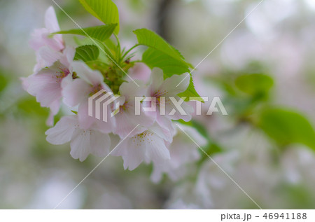 大島桜 大島桜 46941188