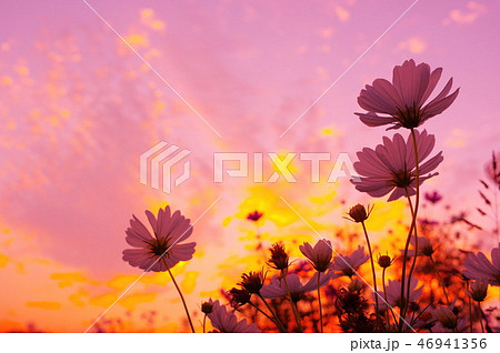 夕空とコスモス 46941356