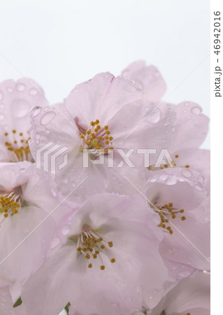 雨上がりの桜・小雨の後、瑞々しい桜のアップ写真。 46942016
