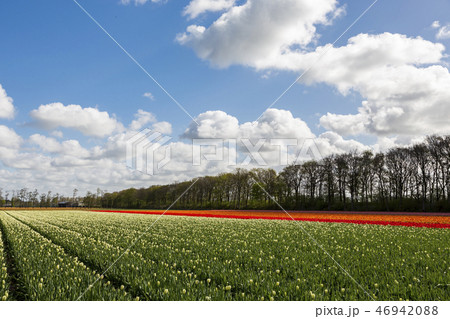 A colourful tulip field in a blue and cloudy sky 46942088