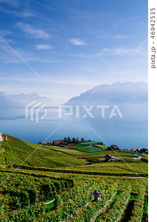 Vineyard terrace in Chexbres village in Lavaux Vineyard terrace in Chexbres village in Lavaux 46942535