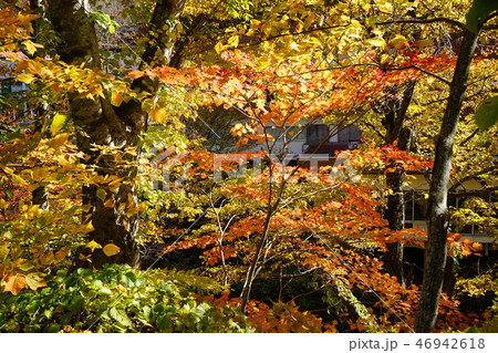 夏油は紅葉シーズン 夏油は紅葉シーズン 46942618