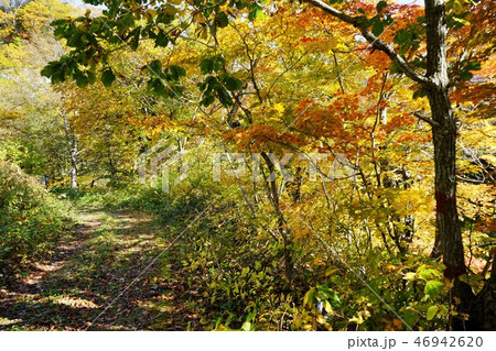 夏油は紅葉シーズン 夏油は紅葉シーズン 46942620