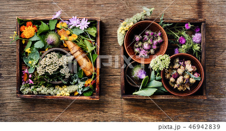 Herbs medicine flowers 46942839