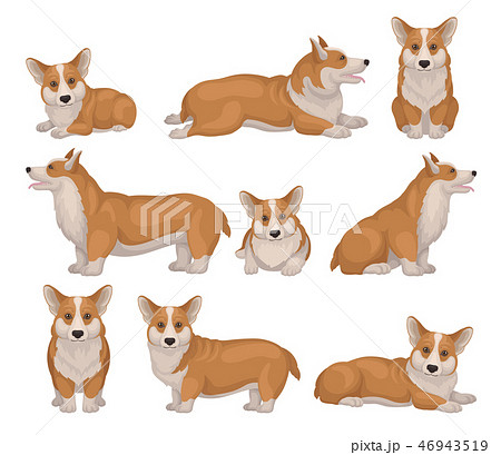 Set of Welsh corgi dog in different poses. Puppy with short legs and red coat. Cute home pet 46943519