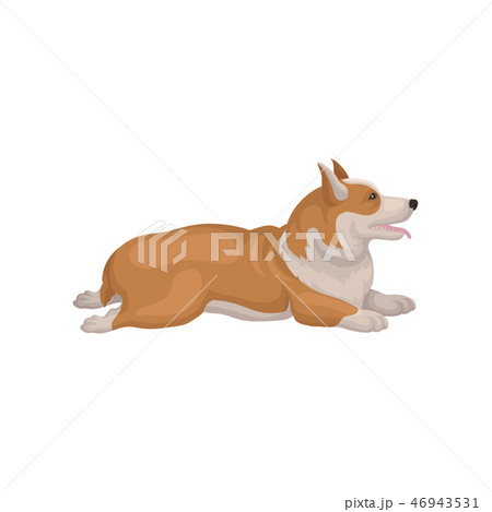 Welsh corgi lying on floor with back legs stretching out, side view. Lovely dog with red-beige coat 46943531