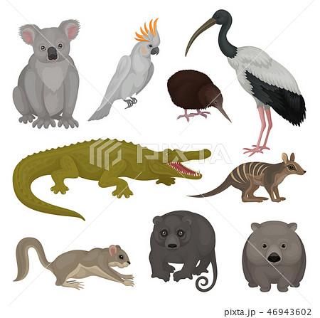 Set of wild Australian animals and birds. Fauna theme. Detailed vector elements for poster of zoo or Set of wild Australian animals and birds. Fauna theme. Detailed vector elements for poster of zoo or 46943602