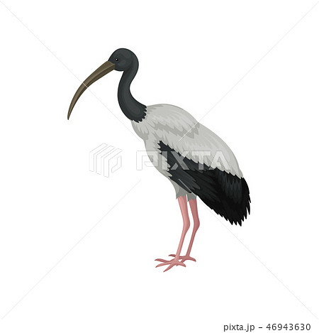 by Beregning Akkumulerede Australian white ibis. Large bird with black...のイラスト素材 [46943630] - PIXTA