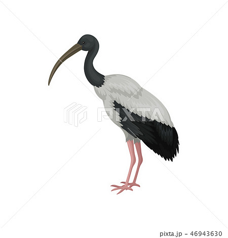 Australian white ibis. Large bird with black and white feathers and long beak. Wildlife theme 46943630