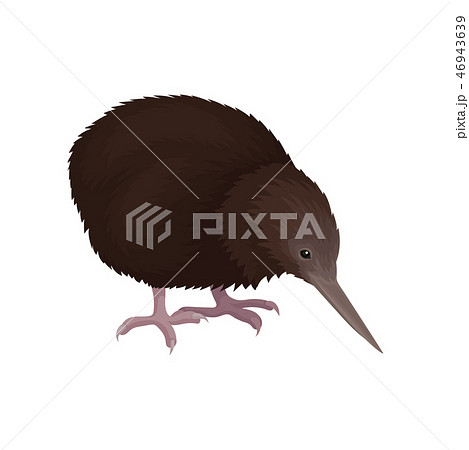 Detailed Flat Vector Icon Of Kiwi Bird Wild のイラスト素材