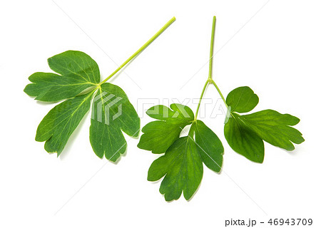 沖縄の長命草 46943709