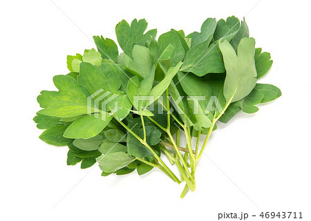 沖縄県産の長命草 46943711