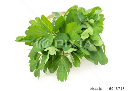 長命草 46943713