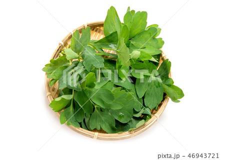 沖縄の長命草 沖縄の長命草 46943721