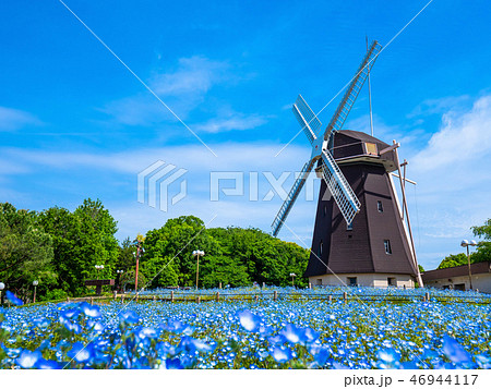 風車とネモフィラの花 風車とネモフィラの花 46944117