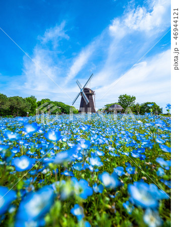 風車とネモフィラの花 46944121