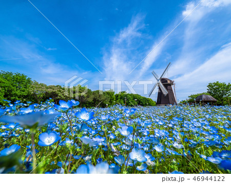 風車とネモフィラの花 風車とネモフィラの花 46944122