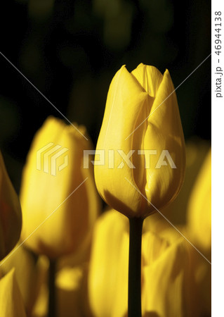 江ノ島　ウィンターチューリップ 46944138