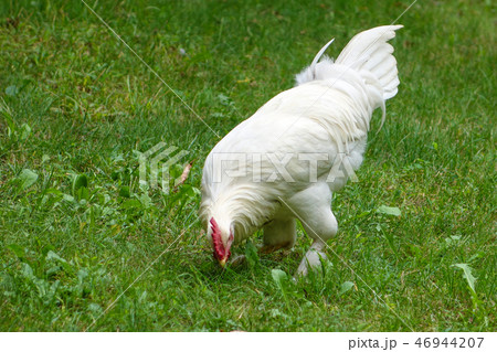 White chicken looking forage on the grass White chicken looking forage on the grass 46944207