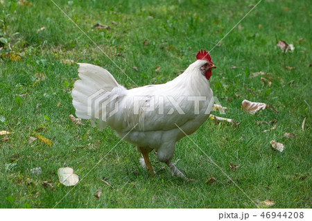 Free range chicken on the grass Free range chicken on the grass 46944208