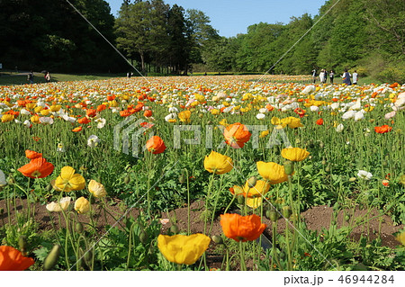 アイスランドポピー 46944284