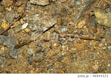 ツクバハコネサンショウウオ　幼生2匹 46944323