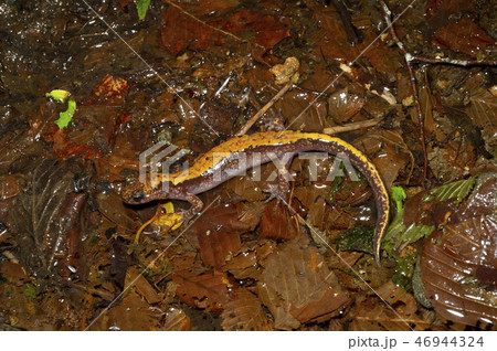 ツクバハコネサンショウウオ　成体　 46944324