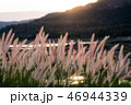 Golden grass 46944339