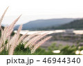 grass 46944340