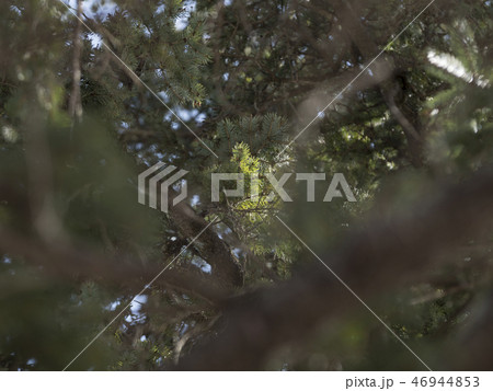 松の向こうにわずかな光 松の向こうにわずかな光 46944853