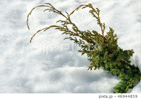 Juniper bush in deep snow. Frosty winter and sunny Juniper bush in deep snow. Frosty winter and sunny 46944859
