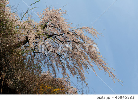 花 春 空 46945533