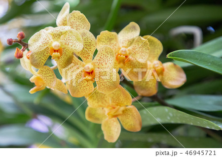 Orchid flower ingarden. Vanda Orchid. Orchid flower ingarden. Vanda Orchid. 46945721
