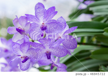 Orchid flower ingarden. Vanda Orchid. Orchid flower ingarden. Vanda Orchid. 46945722