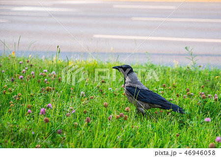 close up on rook bird in the grass close up on rook bird in the grass 46946058