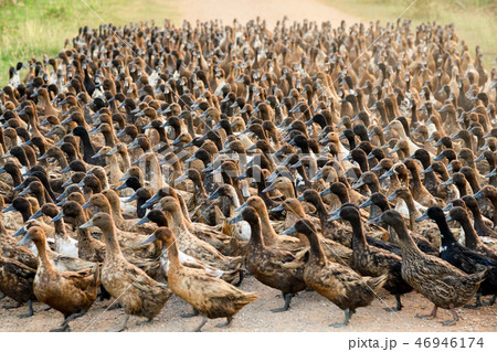 Flock of ducks walking on dirt road in plantation 46946174