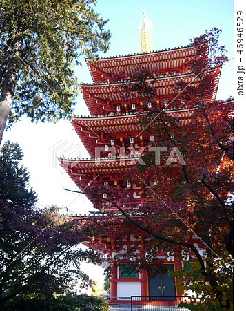 高幡不動尊 五重塔(紅葉シーズン) 高幡不動尊 五重塔(紅葉シーズン) 46946529