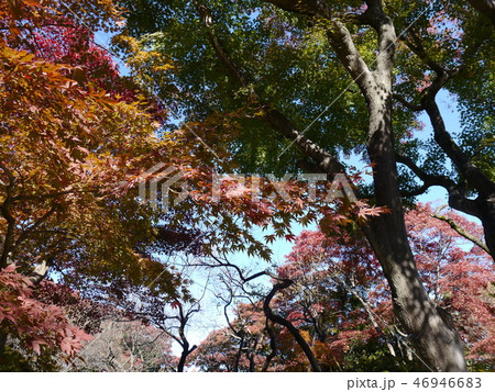 百草園（紅葉シーズン） 46946683